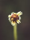 Grass flowers with filter effect retro vintage style Royalty Free Stock Photo