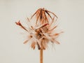 Grass flowers with filter effect retro vintage style Royalty Free Stock Photo