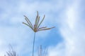 Grass flowers  flora with blue sky background Royalty Free Stock Photo