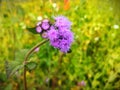 Grass flowers