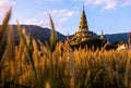 Grass flowers and golden pagoda Royalty Free Stock Photo