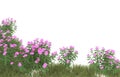 Grass with flowers isolated on background. 3d rendering - illustration Royalty Free Stock Photo