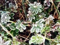 Grass flowers leaves plants frost covered in macro view