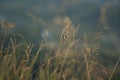 Grass flowers that lie along the wind that blows through And impacted by the soft light. Background, abstract