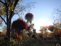 Grass and flowers on meadow at sunset. Floral background in ultra violet colors Royalty Free Stock Photo