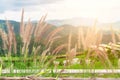 Grass flowers in nature with mountain background. Poaceae grass flower