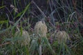 Grass flowers near lake side Royalty Free Stock Photo