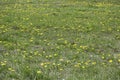 Grass with flowers Royalty Free Stock Photo