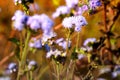 Grass flowers at rise farming