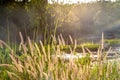 Grass flowers beside the road. Royalty Free Stock Photo