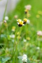 Grass flowers