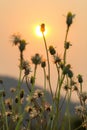 Grass flowers selective focus with shallow depth of field Royalty Free Stock Photo