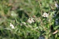 Grass Flowers