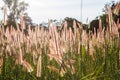 Grass flowers with sky background.