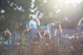 Grass flowers in soft focus and blur. Royalty Free Stock Photo