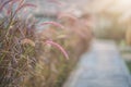 Grass flowers in soft focus and blur. Royalty Free Stock Photo