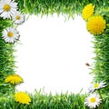 Grass and flowers. Spring and summer natural frame, white background Royalty Free Stock Photo