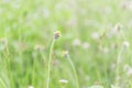 Grass flowers suitable for background