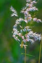 The grass flowers in the sunlight Royalty Free Stock Photo