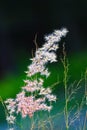 The grass flowers in the sunlight Royalty Free Stock Photo