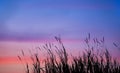 Grass flowers sunset Royalty Free Stock Photo