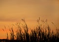 Grass flowers sunset Royalty Free Stock Photo