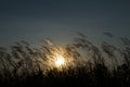 Grass flowers during sunset with low light against the sun Royalty Free Stock Photo