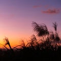 Grass flowers during the sunset. Shadow of plants with light in warm tone. Evening time on the hill. Soft focus in nature Royalty Free Stock Photo