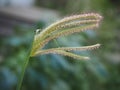 Grass flowers, Swallen Fingergrass, Finger Grass Royalty Free Stock Photo