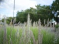 Grass flowers swaying in the soft breeze.