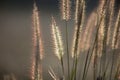 Grass flowers under the sunlight