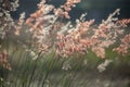 Grass flowers under the sunlight