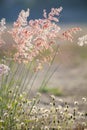 Grass flowers under the sunlight