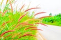 Grass flowers wayside