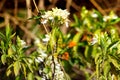 Grass flowers and white mind blowing flowers