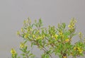 Grass flowers, yellow flowers, small flowering shrubs, white background walls