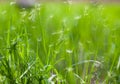 Grass with flying dandelion seeds Royalty Free Stock Photo