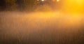 Grass in fog backlit by sun light beams of sunsetting sun. Royalty Free Stock Photo