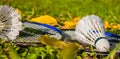 Among the grass and foliage are badminton rackets and shuttlecock