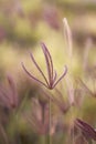 Grass folwers Royalty Free Stock Photo