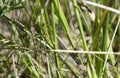 Grass in a forest glade. Close-up