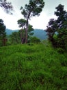 Grass in the forest