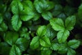 Grass in the forest like a background. Floral plants after rain.