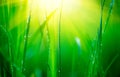 Grass. Fresh green spring grass with dew drops closeup. Soft focus. Abstract nature background Royalty Free Stock Photo