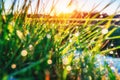 Grass. Fresh green spring with dew drops closeup. Sun. Sof Royalty Free Stock Photo