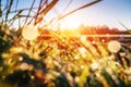 Grass. Fresh green spring with dew drops closeup. Sun. Sof Royalty Free Stock Photo