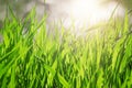 Grass. Fresh green spring grass with dew drops closeup. Sun. Soft Focus. Abstract Nature Background. Royalty Free Stock Photo