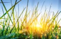 Grass. Fresh green spring with dew drops closeup. Sun Royalty Free Stock Photo