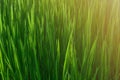 Grass. Fresh green spring grass with dew drops closeup. Sun. Soft Focus. Abstract Nature Background Royalty Free Stock Photo