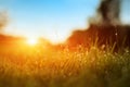 Grass. Fresh Green Spring Grass With Dew Drops Closeup. Sun. Soft Focus. Abstract Nature Background. Rice Plant At Sunset